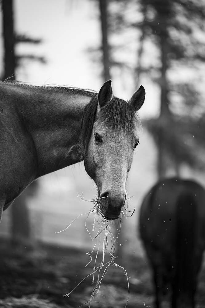 A grey horse with a mouthful of hay hanging from its lips, in black and white