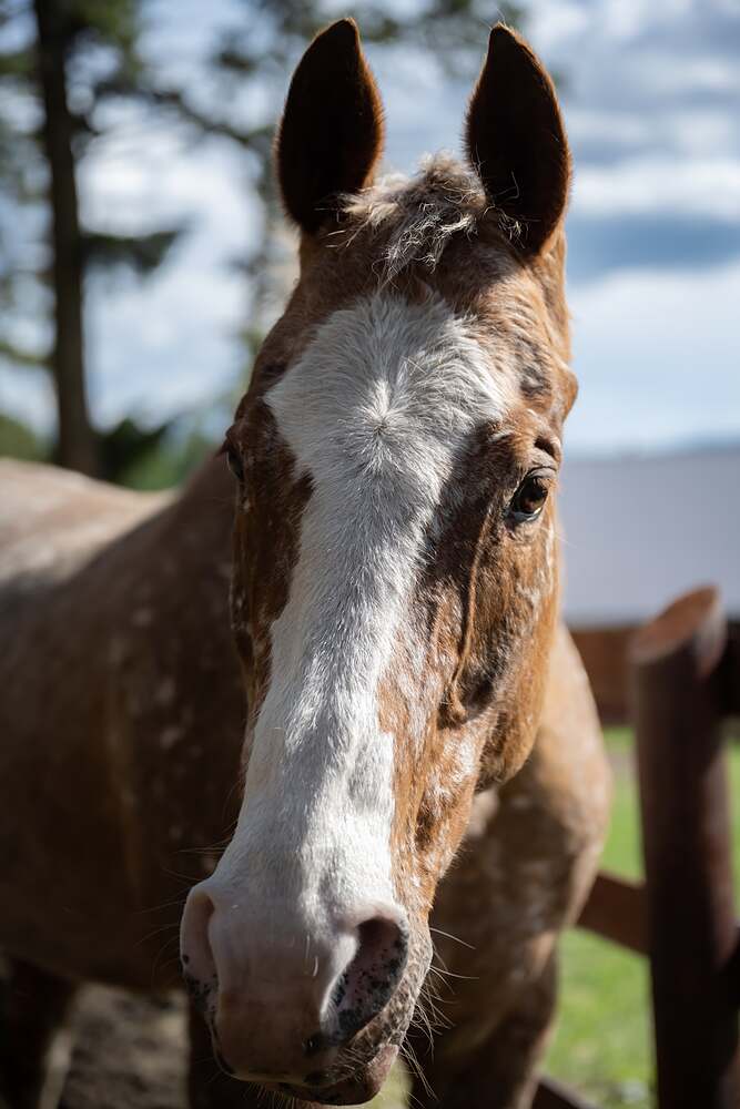 A speckled horse with a wide white blaze down its face, both ears forward