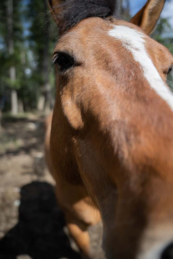 A chestnut horse's face filling the frame, one dark eye on the camera