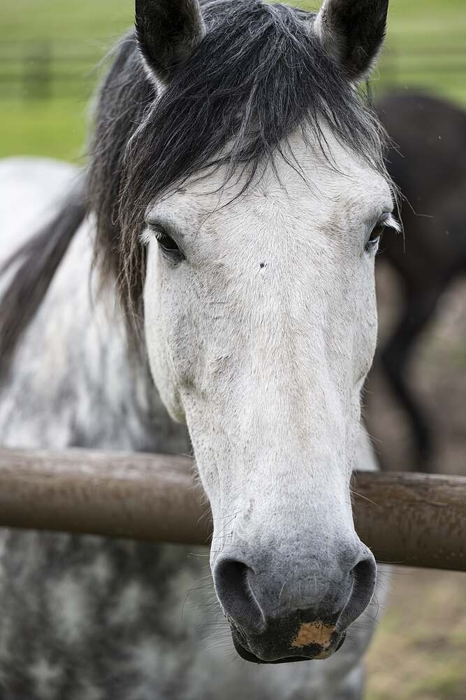 A dapple grey with a black mane resting its chin on a wooden rail