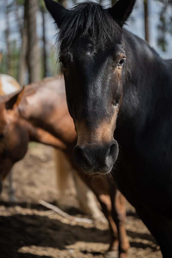 A dark bay horse looking straight down the lens with the rest of the herd behind it