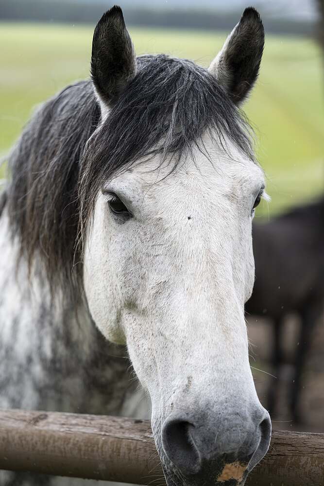 A dapple grey with both ears up, watching something out of frame
