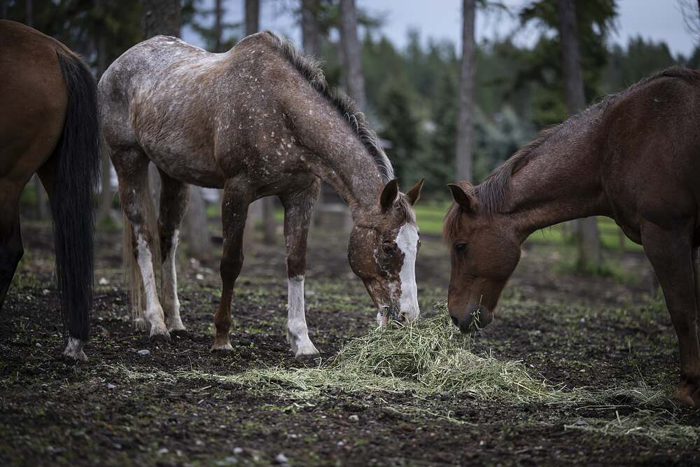 Three horses working through a spread of hay among the pines