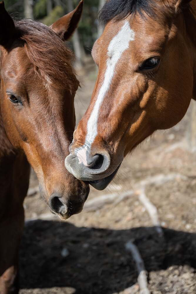 Two horses standing nose to nose, muzzles touching