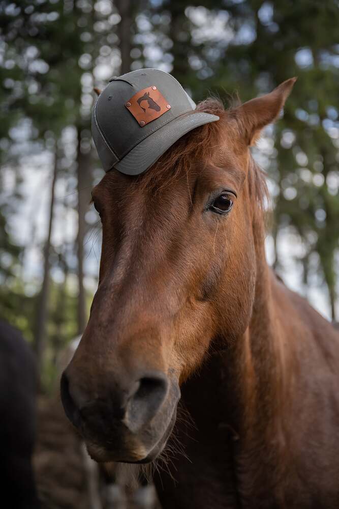 A chestnut horse wearing a Lazy K cap balanced between its ears, entirely unbothered
