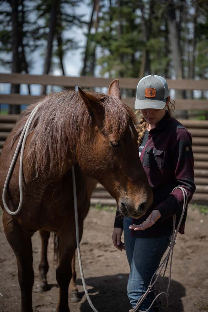 A flat hand held out low to a chestnut horse on a loose lead rope, the horse deciding
