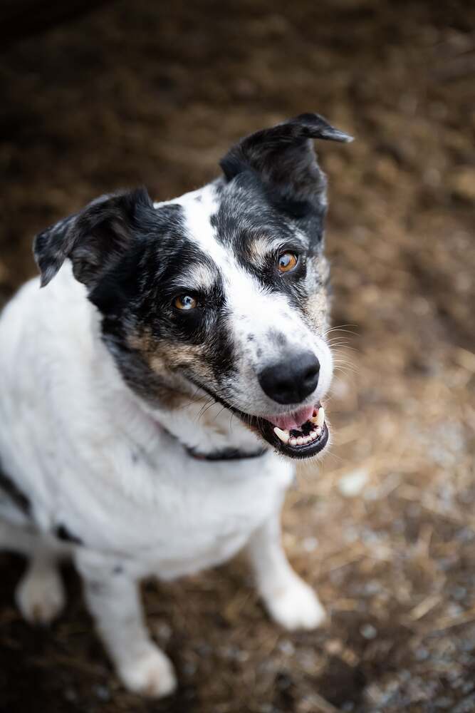 A blue heeler close up with one ear cocked, mouth open in a grin