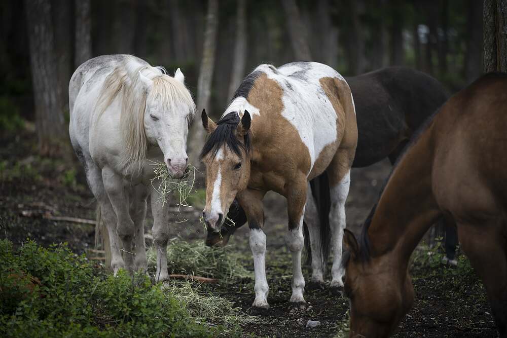 A palomino, a paint and a spotted horse grazing hay together in the trees