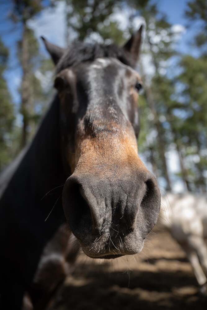 A grey horse pushing its muzzle right up into the lens, whiskers and all