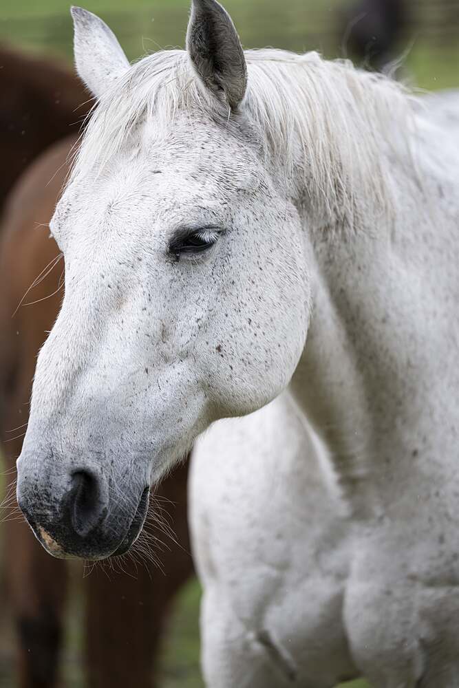 An old white horse in flat overcast light, head turned three-quarters to the camera