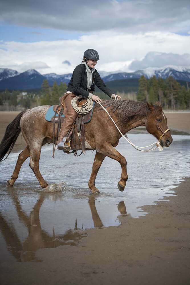 A red roan trotting through standing water with its reflection running under it