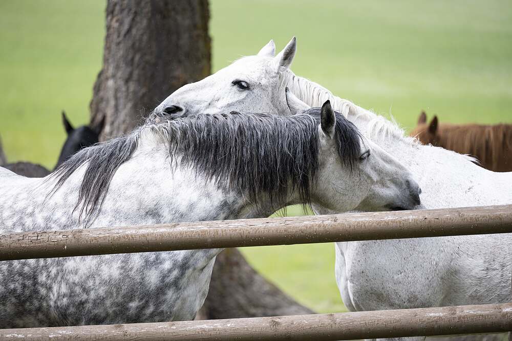 Two grey horses at the rail, one laying its head over the other's neck