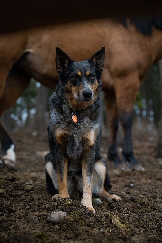 A heeler sitting between a horse's front legs, entirely unbothered