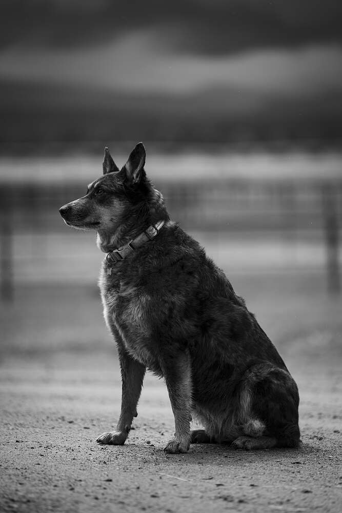 A heeler sitting square in the middle of the drive, waiting, in black and white