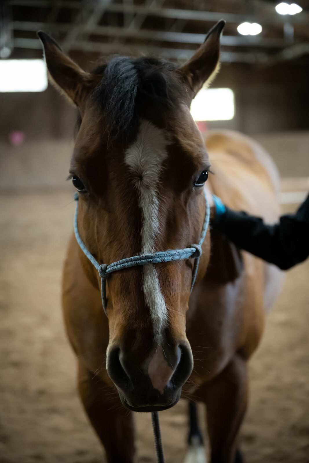 A dun horse in a rope halter meeting a hand at the end of the lead