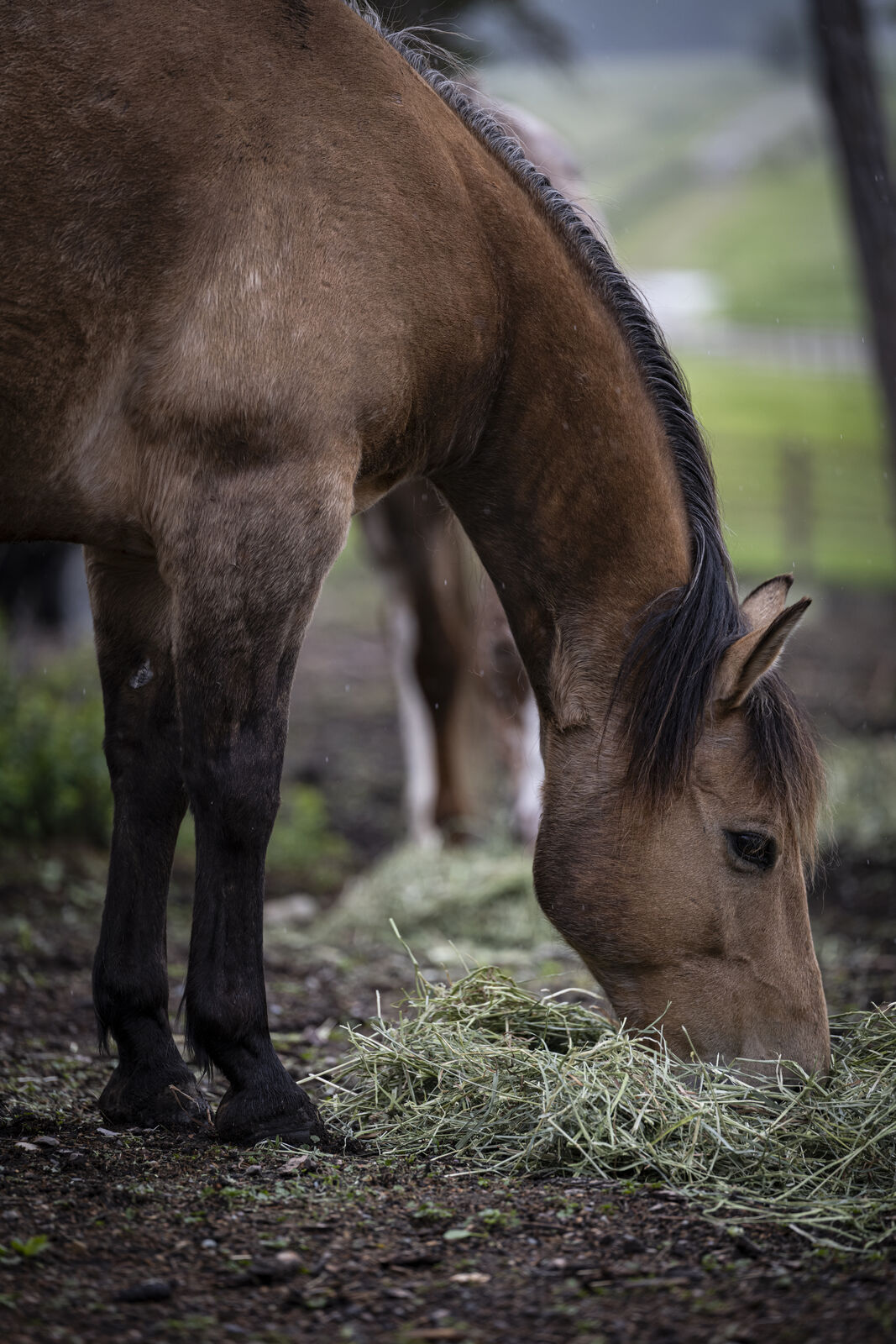 A horse eating hay from a feeder