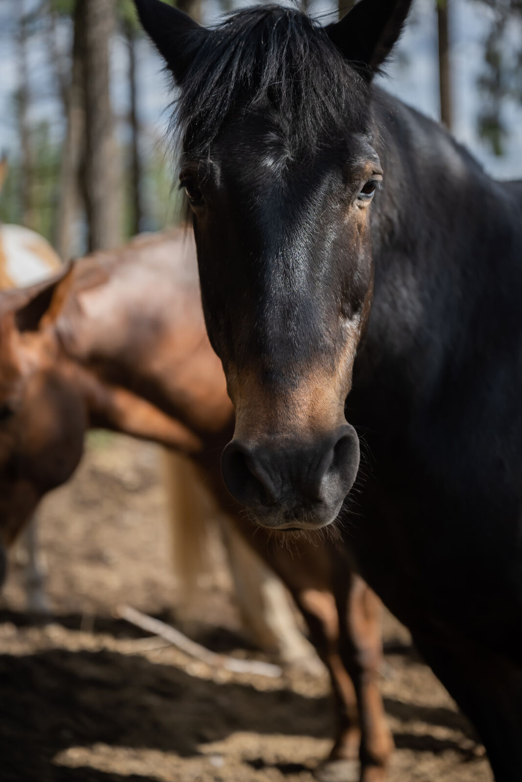 A horse looking directly and calmly at the camera, close up