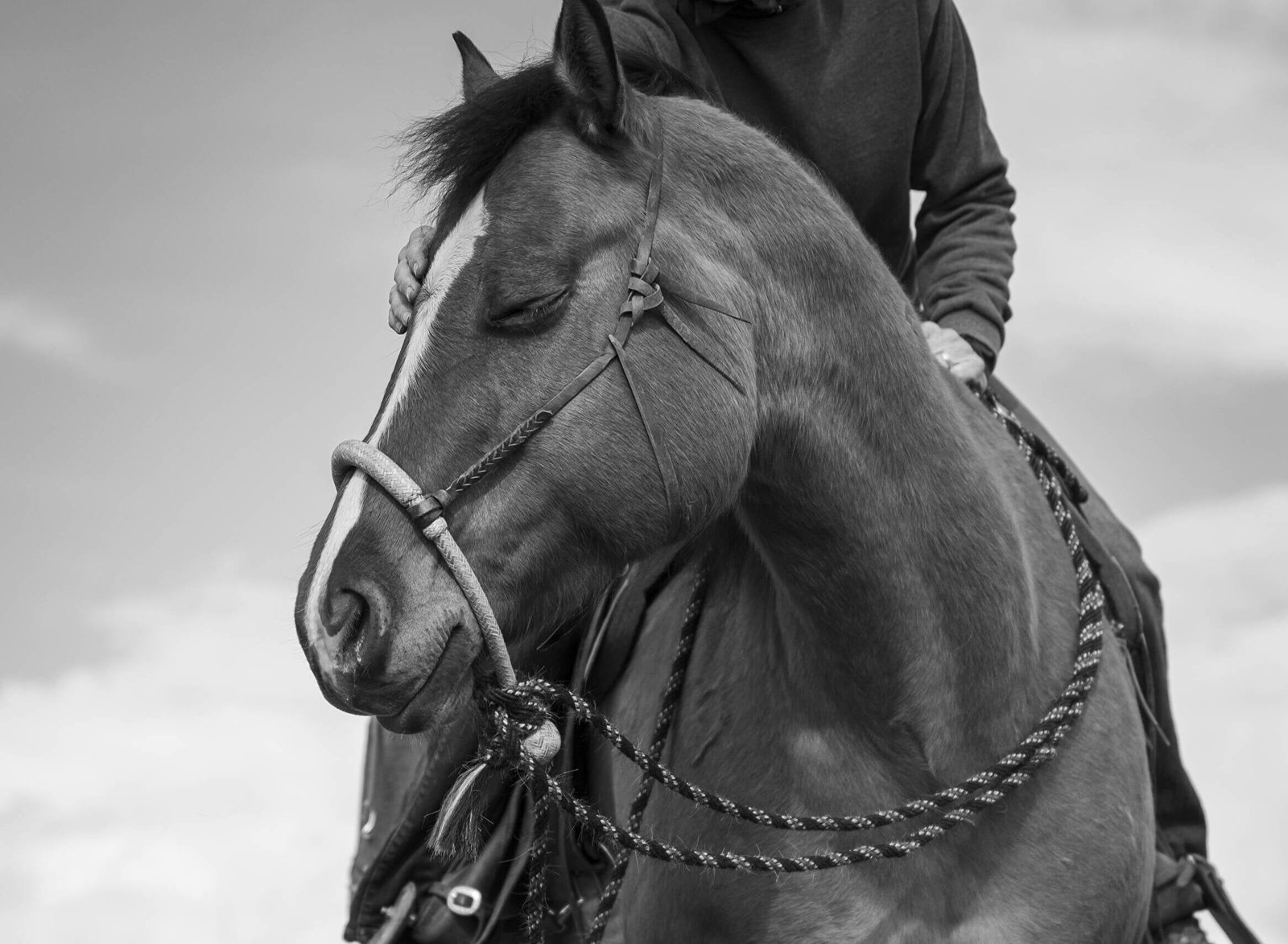A horse in a rope halter with its eyes closed, a hand resting on its face