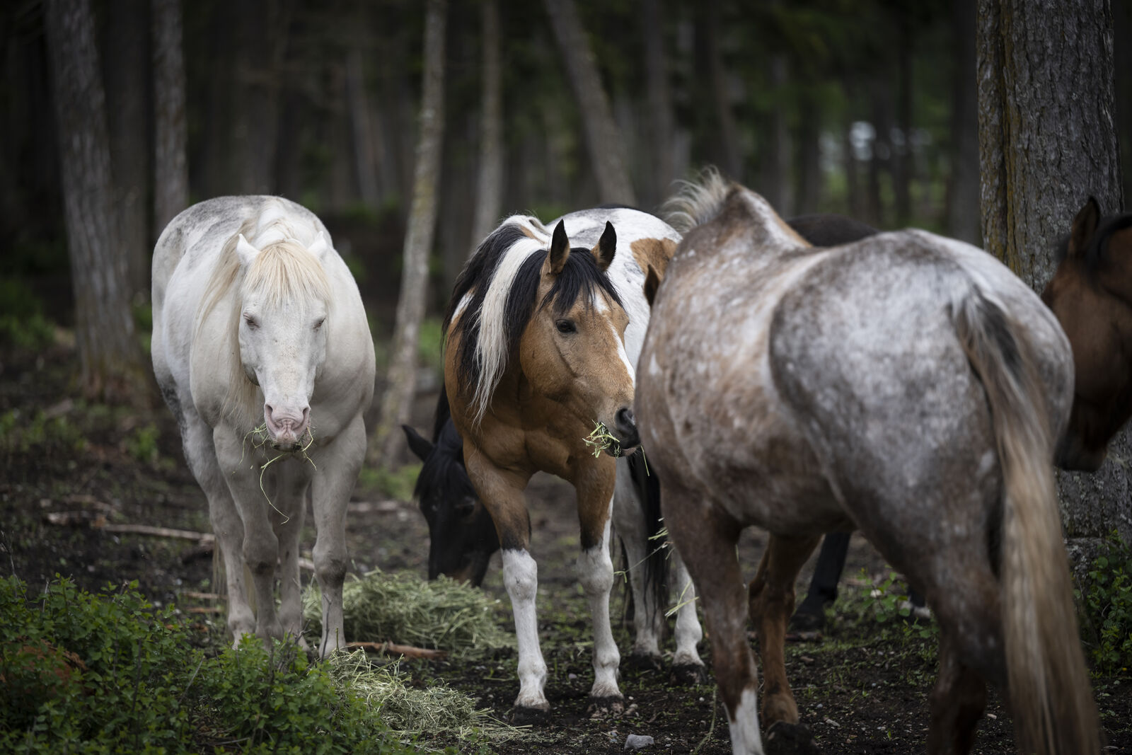 Horses eating hay put out among the trees on a cold wet morning